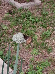 An onion bloom with a butterfly on it