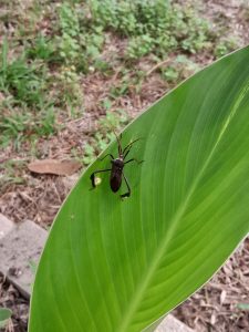 A stink bug on a leaf